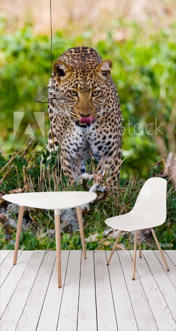 Picture of Leopard is coming to you Tanzania Serengeti